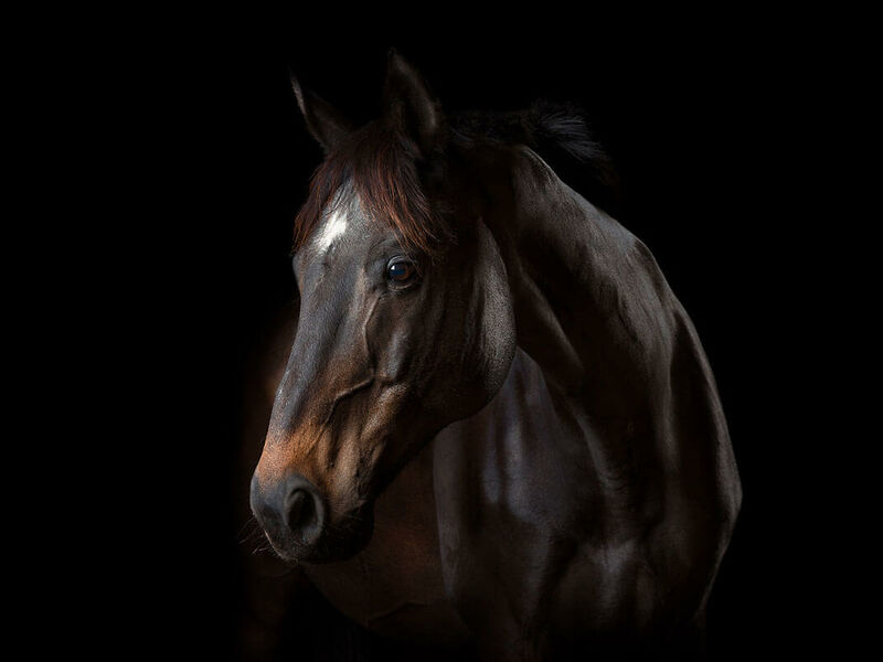 Dusan Holovej - product and advertising photography - HECTOR HORSE PORTRAIT