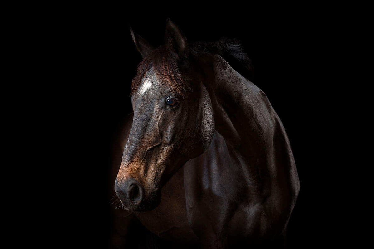 Dusan Holovej - product and advertising photography - HECTOR HORSE PORTRAIT